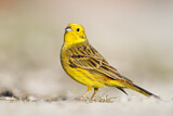 Image. Yellowhammer