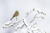 Image. Yellowhammer