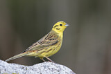 Image. Yellowhammer