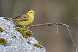 Image. Yellowhammer