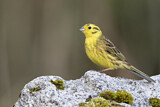 Image. Yellowhammer