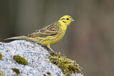 Image. Yellowhammer