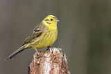 Image. Yellowhammer