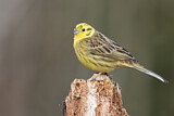Image. Yellowhammer