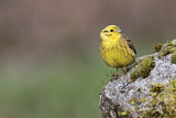 Image. Yellowhammer