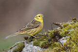 Image. Yellowhammer