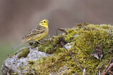 Image. Yellowhammer