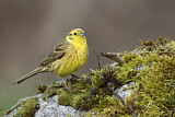 Image. Yellowhammer
