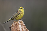 Image. Yellowhammer