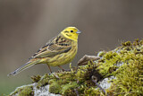 Image. Yellowhammer