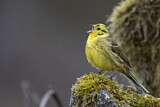 Image. Yellowhammer