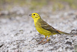 Image. Yellowhammer