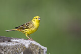 Image. Yellowhammer