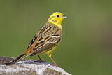 Image. Yellowhammer