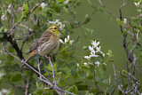 Image. Yellowhammer