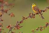 Image. Yellowhammer