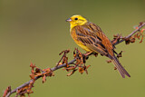 Image. Yellowhammer