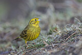 Image. Yellowhammer