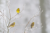 Image. Yellowhammer