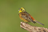Image. Yellowhammer