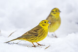 Image. Yellowhammer