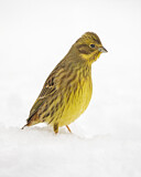Image. Yellowhammer