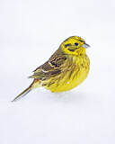 Image. Yellowhammer