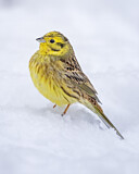 Image. Yellowhammer