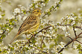 Image. Yellowhammer