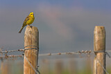 Image. Yellowhammer