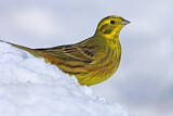 Image. Yellowhammer