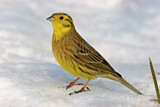 Image. Yellowhammer