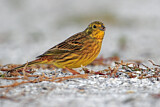 Image. Yellowhammer