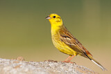 Image. Yellowhammer