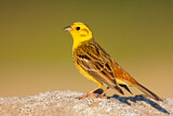 Image. Yellowhammer