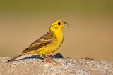 Image. Yellowhammer