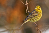 Image. Yellowhammer