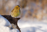 Image. Yellowhammer