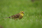 Image. Yellowhammer