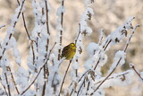 Image. Yellowhammer