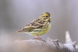 Image. Yellowhammer