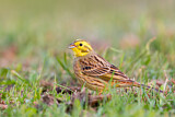 Image. Yellowhammer