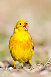 Image. Yellowhammer
