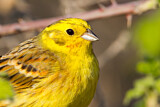 Image. Yellowhammer