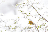 Image. Yellowhammer