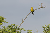 Image. Yellowhammer