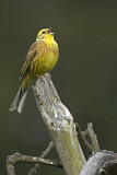 Image. Yellowhammer