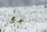 Image. Yellowhammer