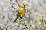 Image. Yellowhammer