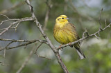 Image. Yellowhammer